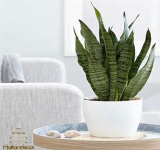 راهنمای جامع انتخاب گیاه مناسب اتاق خواب؛ از زیبایی تا سلامت روان