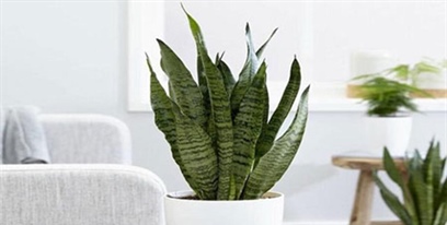 راهنمای جامع انتخاب گیاه مناسب اتاق خواب؛ از زیبایی تا سلامت روان